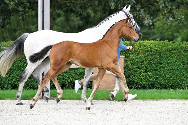 63 Bonne Chance Z 63 Bonne Chance Z