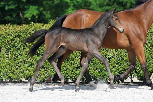 86 Calexcico du Tintia Z 86 Calexcico du Tintia Z