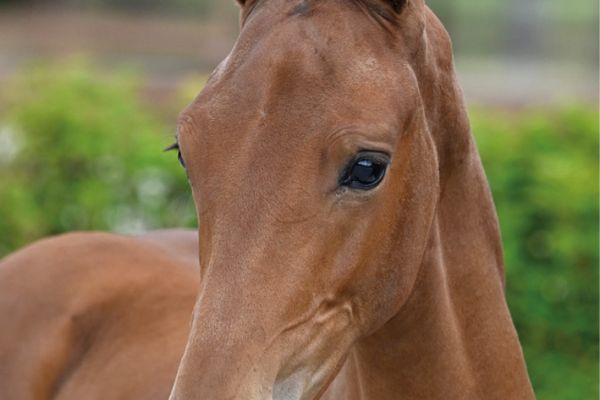 64 Iconic AEG Z 64 Iconic AEG Z