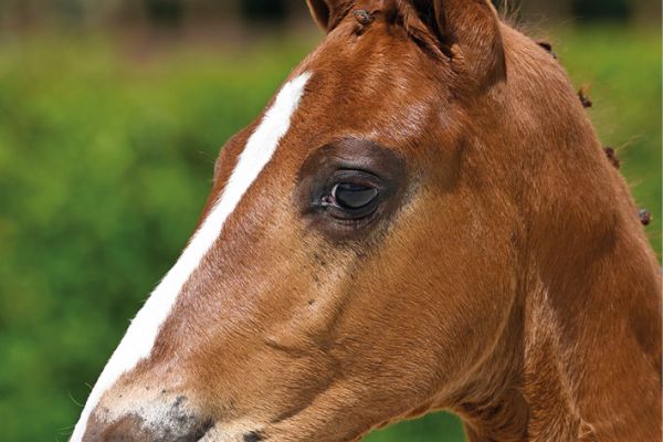 69 Costaud Philyra V.V. Z 69 Costaud Philyra V.V. Z