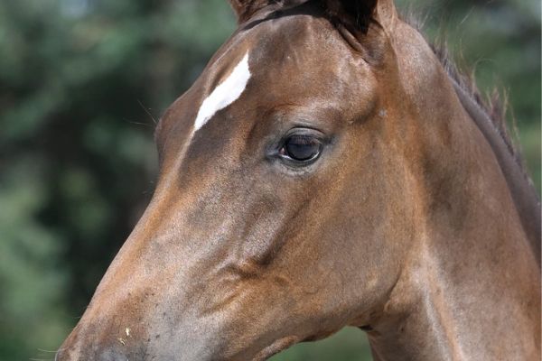 84 Cimie Tachor Z 84 Cimie Tachor Z