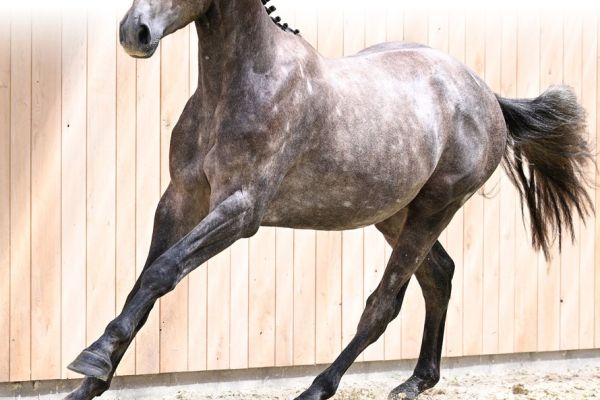 03 CC Magic Z 03 CC Magic Z