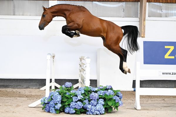 01 Unicorn H Z 01 Unicorn H Z