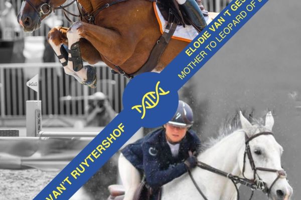 Embryo Emerald x Elodie van't Gestelhof Embryo Emerald x Elodie van't Gestelhof