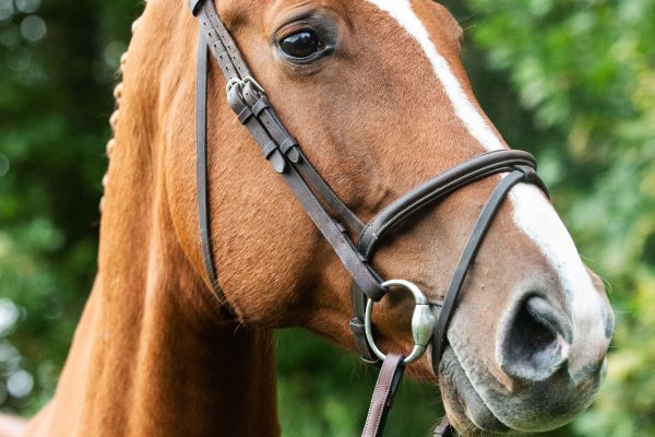 Chamousine PS Chamousine PS