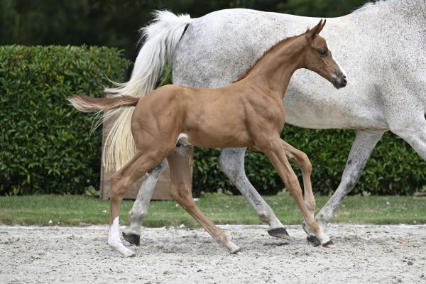 Coureux G&G Z Coureux G&G Z