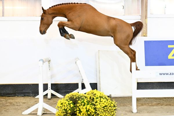 Together or Never - H Z Together or Never - H Z