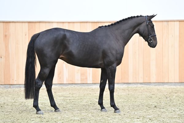 Daydream GT Z Daydream GT Z