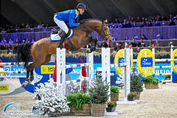 Ansingh de Lis Z - Christian Ahlmann - ©Paardenfotograaf (2)