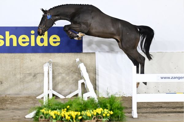 VIELANTI . VIELANTI .