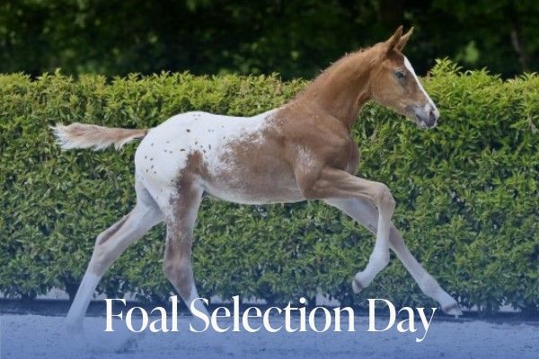 Foal Selection Day 3