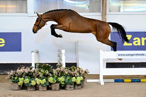 Charlotte d'Grandin Z Charlotte d'Grandin Z