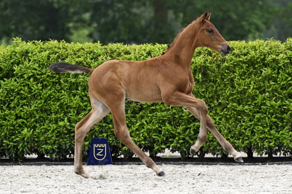 Conthargos x Edjaz van 't Merelsnest Contesto van Maeson Stables Z