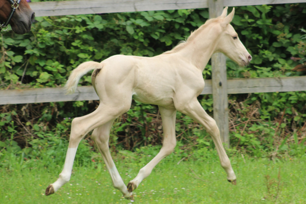 Dubaï du Bosquet Z Dubaï du Bosquet Z