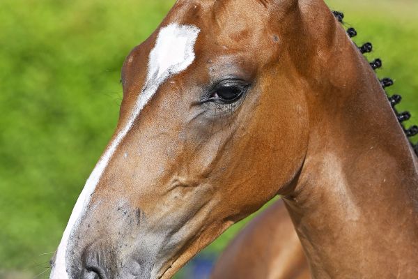 Kashmir v Schuttershof x Echo van 't Spieveld Kratos T40 Z