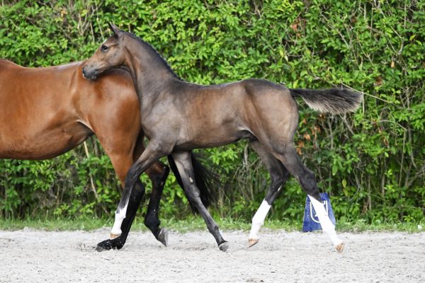 Catoki Z x Emerald  Catomi Z