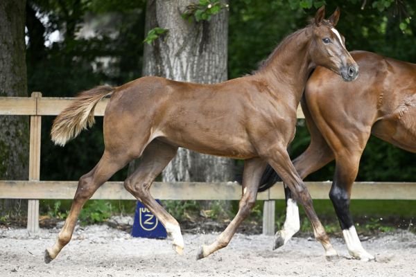 Untouched Son JPS x Quattro B Unbelievable Touch Z