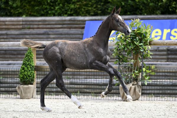Qlassic Bois Margot x Taloubet Z Qlassibelle GHBC Z