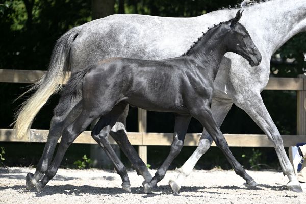 Quaprice Bois Margot x Diamant de Semilly Quaprina de Poteau Z