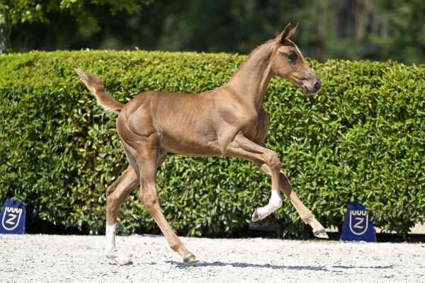 Emerald x Carthago Z Evander Hero Z