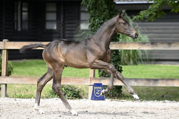 Chacco Blue x Kannan Chapsie Z