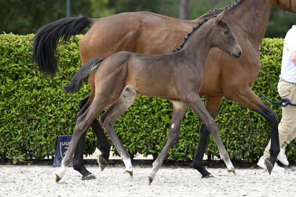 Dancing Queen BLE Z Dancing Queen BLE Z