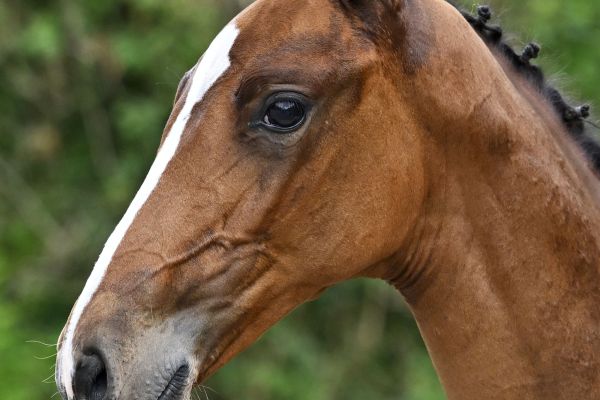 Domenico d'Augustijn Z Domenico d'Augustijn Z