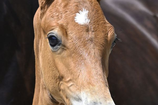 Dysprosium LEQ Z Dysprosium LEQ Z