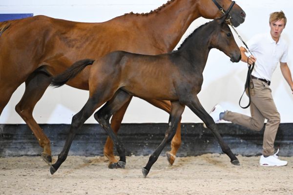 Cheroine CP MVD Z Cheroine CP MVD Z