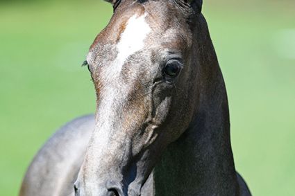 Claretta di Villagana Z Claretta di Villagana Z