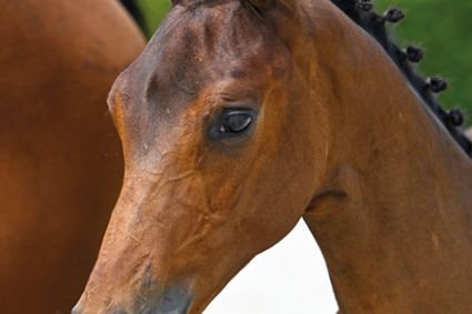 Corlie V.V. Z Corlie V.V. Z