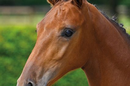 El Grandorado RV Z El Grandorado RV Z