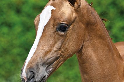 Eclipse of the Sky T40 Z Eclipse of the Sky T40 Z