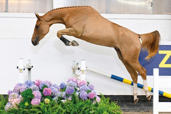 Chac-Ola NGS Z Chac-Ola NGS Z