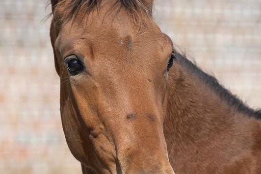 Dalton de Mauretus Z Dalton de Mauretus Z