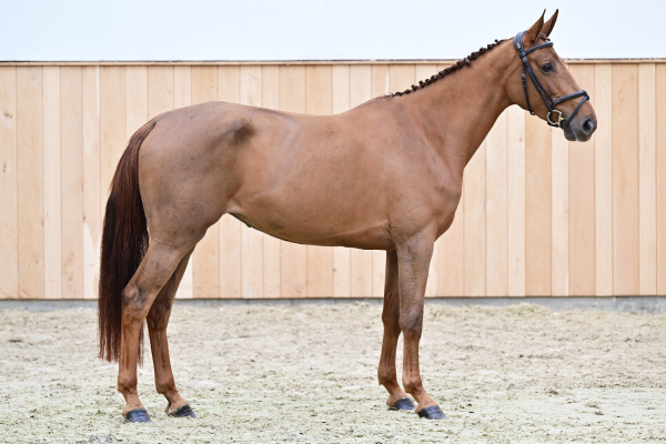 Codex One Z x Diva 2000 Z Cloë Van Het Weidehof Z