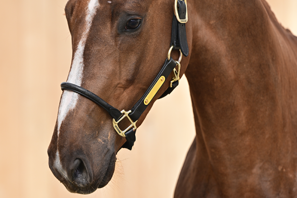 Aganix van de To-Jo-Pe Hoeve Z