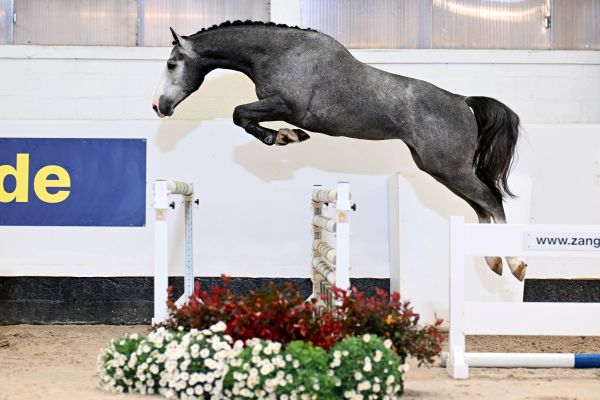 Coloris-K van Katteheye Z Coloris-K van Katteheye Z