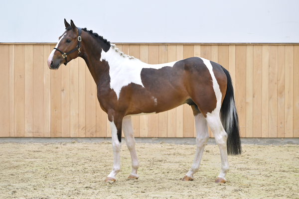 Aram de Bo Z Aram de Bo Z