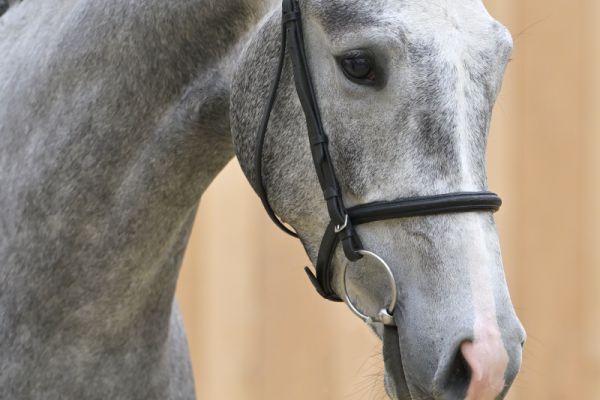 Carrasco Van Het Dravers-Hof Z Carrasco Van Het Dravers-Hof Z