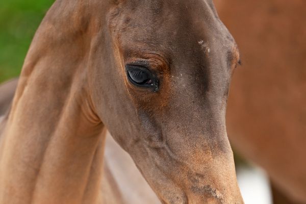 Delilah Dem vd Kleinheide Z