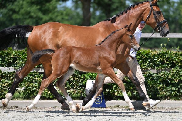 Milkshake vh Oosterhof Z
