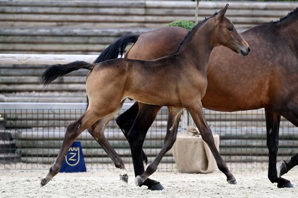 Cognac Peguignon Z