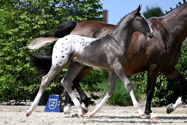 Just Genius di Cabra Z Just Genius di Cabra Z