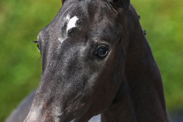 Esa Diva JT Z