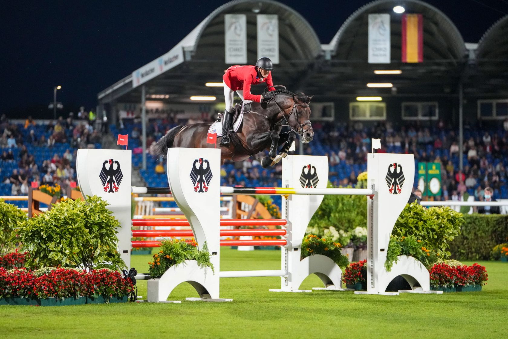 Dernière minute : Balou du Reventon Z au Haras Zangersheide