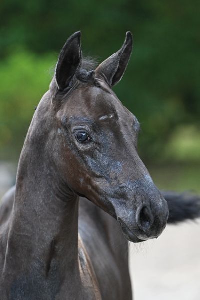 Charlotte van Mander Z Charlotte van Mander Z