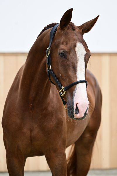 Ba&iuml;kal DH du Brull Z