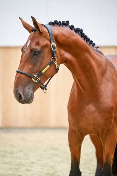 Dreamer van het Peggershof Z