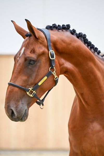 Dreamer van het Peggershof Z